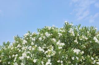 挙式フォトギャラリー